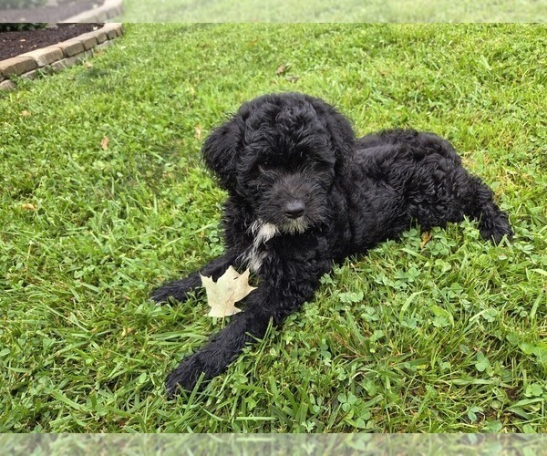 Medium Photo #4 Aussiedoodle Puppy For Sale in SALISBURY, PA, USA