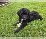 Small #3 Aussiedoodle