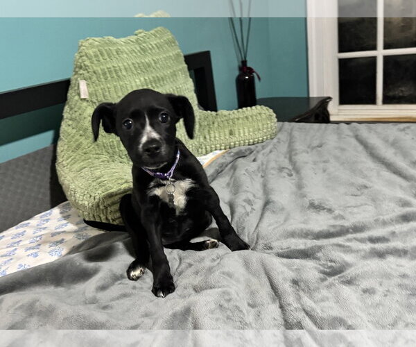 Medium Photo #11 American Staffordshire Terrier-Labrador Retriever Mix Puppy For Sale in Holly Springs, NC, USA