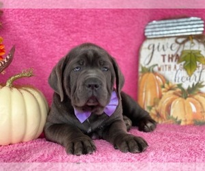 Cane Corso Puppy for sale in LANCASTER, PA, USA