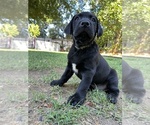Small #2 Labrador Retriever