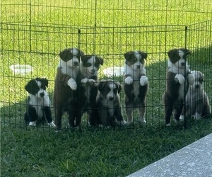 Miniature Australian Shepherd Litter for sale in BURLESON, TX, USA