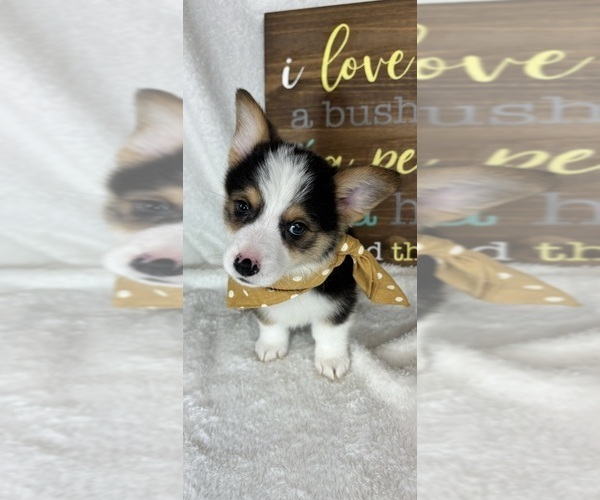 Medium Photo #1 Pembroke Welsh Corgi Puppy For Sale in GREENFIELD, IN, USA