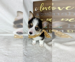 Pembroke Welsh Corgi Puppy for sale in GREENFIELD, IN, USA