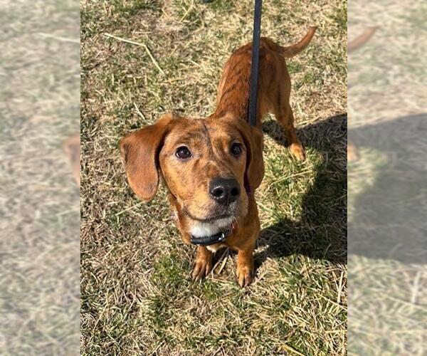 Medium Photo #1 Labrador Retriever-Unknown Mix Puppy For Sale in Waterford, VA, USA