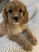 Small #3 Cavalier King Charles Spaniel-Poodle (Toy) Mix