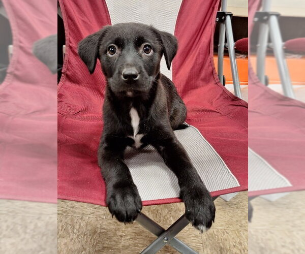Medium Photo #4 Labrador Retriever-Unknown Mix Puppy For Sale in House Springs, MO, USA