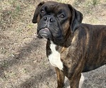 Small Photo #1 Boxer Puppy For Sale in OLD FIELDS, WV, USA