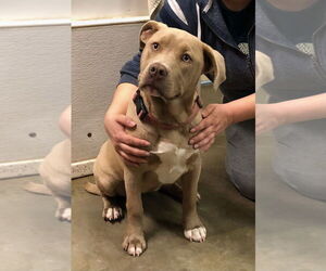 American Pit Bull Terrier-Labrador Retriever Mix Dogs for adoption in Amarillo, TX, USA