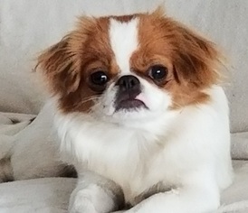 Mother of the Japanese Chin puppies born on 05/18/2018