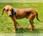 Small #2 Redbone Coonhound Mix