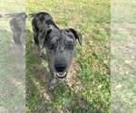 Small #1 Mutt