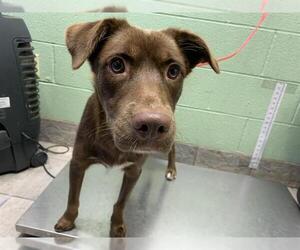 Labrador Retriever-Unknown Mix Dogs for adoption in Grand Prairie, TX, USA