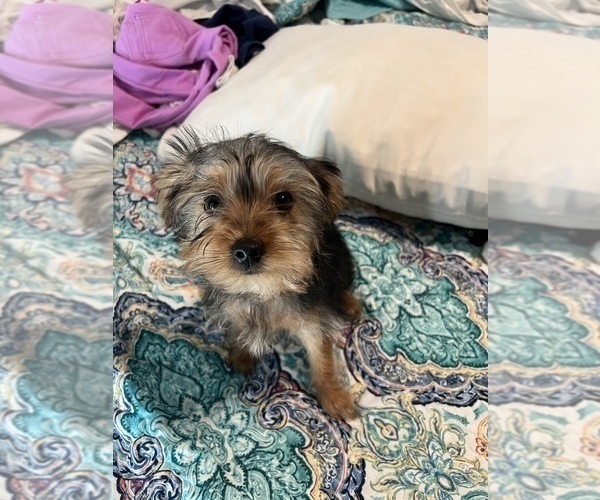 Medium Photo #2 Yorkshire Terrier Puppy For Sale in WILLIS, TX, USA