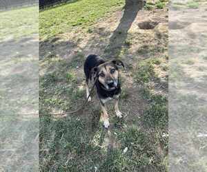 Beagle-Unknown Mix Dogs for adoption in Evansville, IN, USA