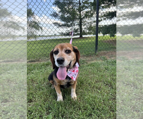 Medium Photo #1 Beagle Puppy For Sale in Evansville, IN, USA