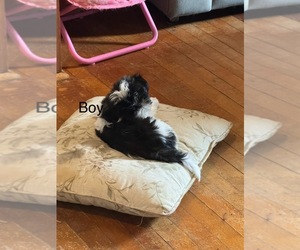 Shih Tzu Puppy for sale in ETTRICK, WI, USA
