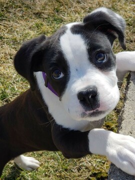 Medium Photo #4 Boxer Puppy For Sale in DEER PARK, NY, USA