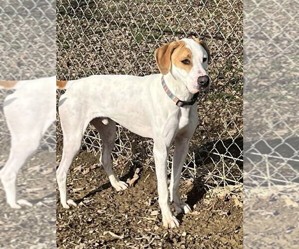 Medium Photo #8 Mutt Puppy For Sale in Osgood, IN, USA