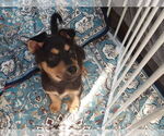 Small #6 German Shepherd Dog Mix