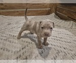 Puppy Puppy 8 American Bully