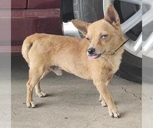 Chihuahua-Unknown Mix Dogs for adoption in San Antonio, TX, USA