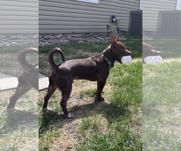 Medium Photo #3 Chihuahua-Unknown Mix Puppy For Sale in St. Louis Park, MN, USA