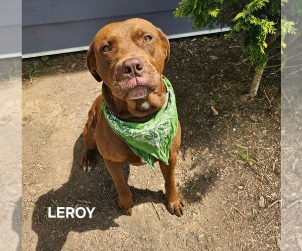 Medium Photo #3 American Staffordshire Terrier-Unknown Mix Puppy For Sale in Maryville, TN, USA