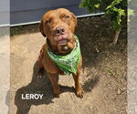 Small #2 American Staffordshire Terrier Mix