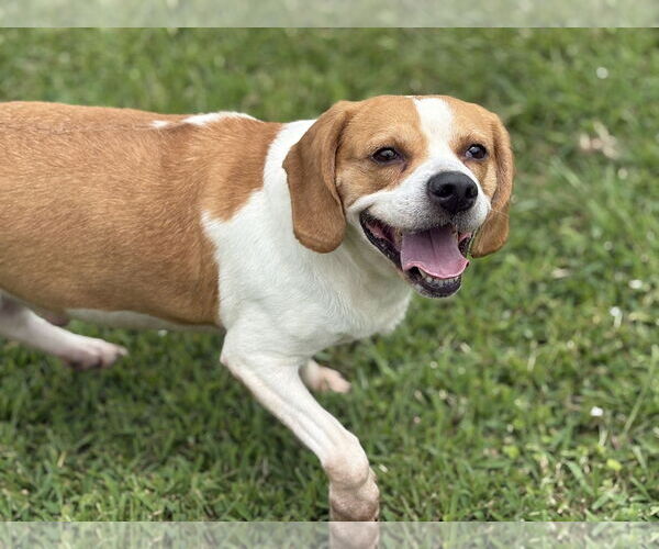 Medium Photo #2 Mutt Puppy For Sale in Virginia Beach, VA, USA