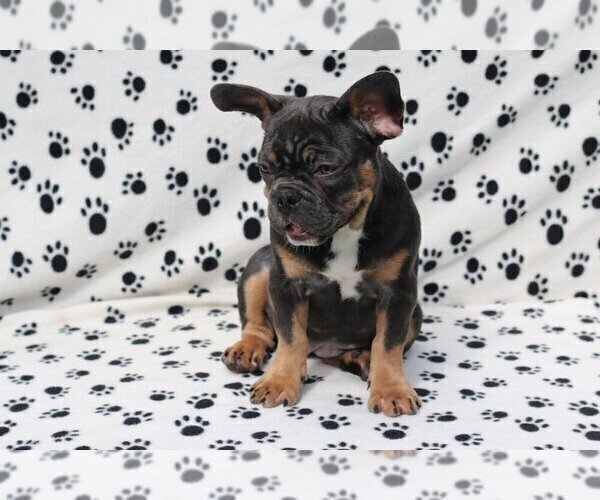 Medium Photo #2 French Bulldog Puppy For Sale in BIRMINGHAM, AL, USA