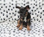 Small #1 French Bulldog