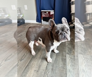 Mother of the French Bulldog puppies born on 10/14/2022