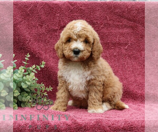 Medium Photo #5 Goldendoodle (Miniature) Puppy For Sale in EPHRATA, PA, USA