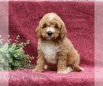 Small #4 Goldendoodle (Miniature)