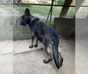 Mother of the German Shepherd Dog puppies born on 06/04/2025