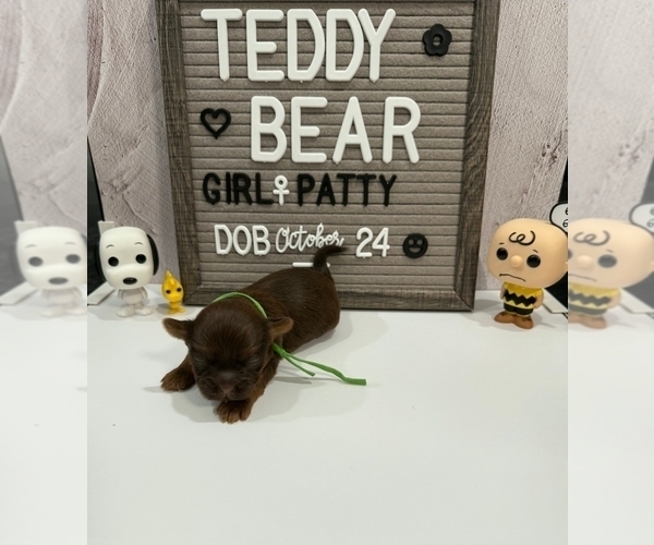 Medium Photo #2 Zuchon Puppy For Sale in NEW YORK MILLS, MN, USA