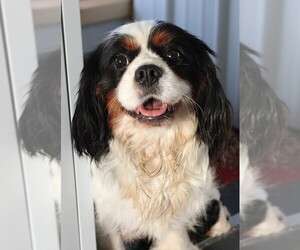 Mother of the Cavapoo (Miniature) puppies born on 01/31/2026