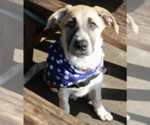 Small #8 Great Pyrenees Mix