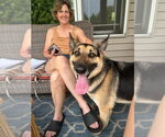 Small Photo #3 German Shepherd Dog Puppy For Sale in Kewanee, IL, USA