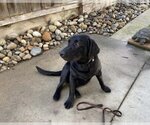 Small Photo #2 Labrador Retriever Puppy For Sale in Clovis, CA, USA