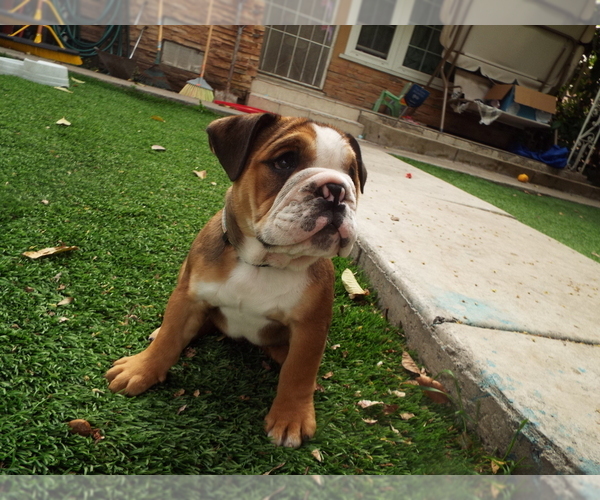 Medium Photo #5 Bulldog Puppy For Sale in SANTA ANA, CA, USA