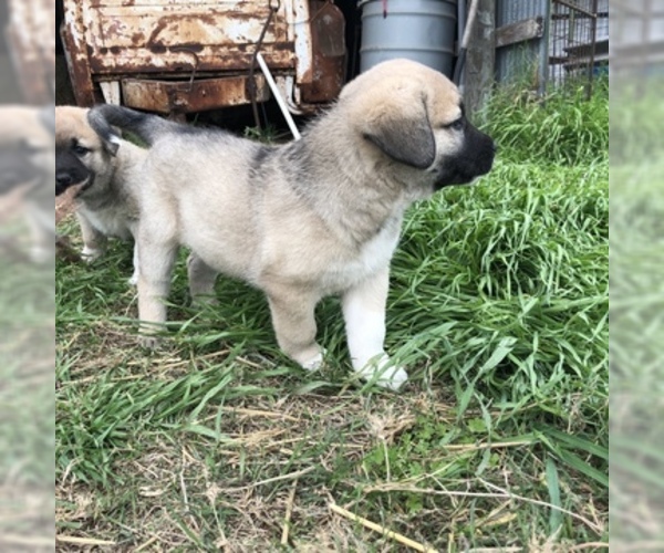 Medium Photo #5 Anatolian Shepherd Puppy For Sale in ROBSTOWN, TX, USA