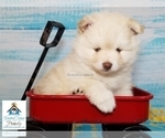 Small Photo #29 Pomeranian-Pomsky Mix Puppy For Sale in RAMSEY, MN, USA