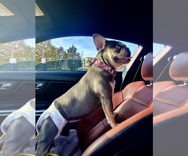 Medium Photo #1 French Bulldog Puppy For Sale in THORNTON, CO, USA