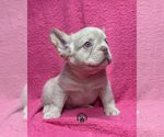 Ocean - Male French Bulldog Puppy for Sale - Photo #2