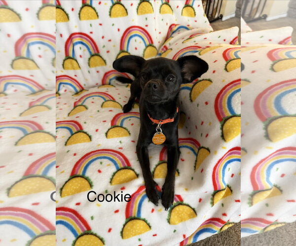 Medium Photo #2 Chihuahua-Unknown Mix Puppy For Sale in Colorado Springs, CO, USA