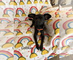 Small #1 Chihuahua Mix