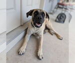 Small #13 Mastiff