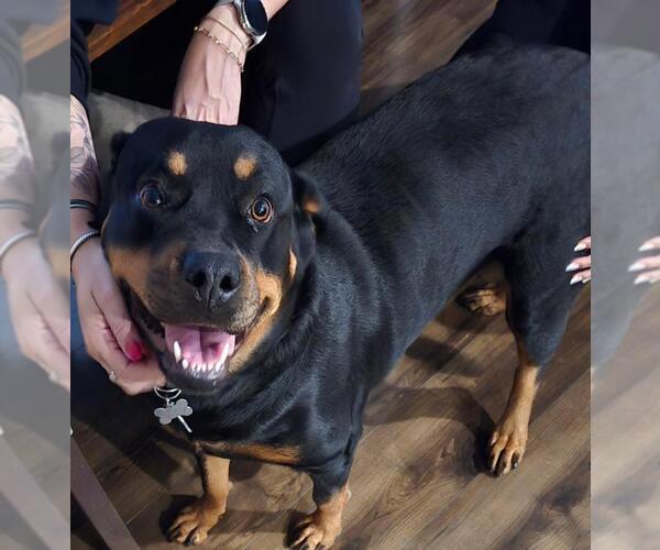 Medium Photo #1 Rottweiler Puppy For Sale in San Antonio, TX, USA